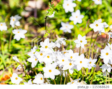 春の花壇 満開のかわいい白い小花 春の花壇 満開のかわいい白い小花 115368620