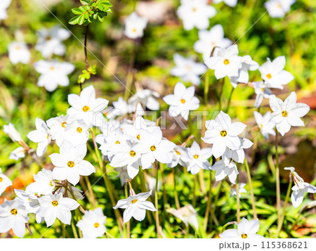 春の花壇　満開のかわいい白い小花 115368621