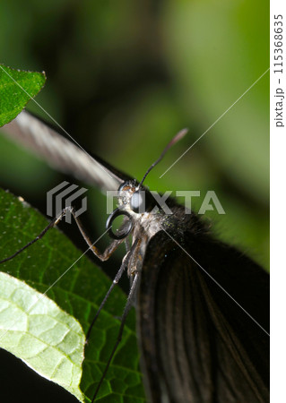 木陰に黒い瞳が美しいカラスアゲハ蝶（マクロレンズ使用・自然光・接写写真）の写真素材 [115368635] - PIXTA