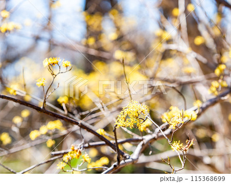 満開のマンサクの黄色い不思議な花 満開のマンサクの黄色い不思議な花 115368699
