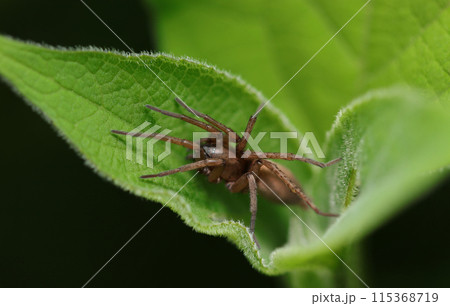 草葉に身を潜める茶色いトラフワシグモ（自然光マクロ接写） 115368719