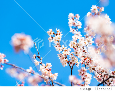 春らんまん 満開の美しい東海桜 春らんまん 満開の美しい東海桜 115368721