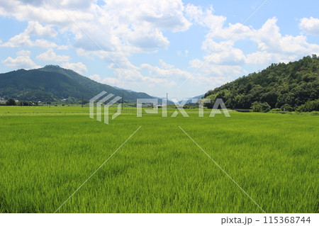夏の田園風景　篠山　田んぼ 115368744