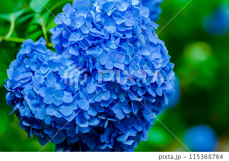 雨上がりに咲くアジサイ 雨上がりに咲くアジサイ 115368764