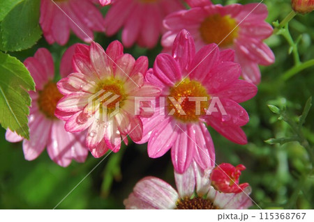 雨にぬれたマーガレットの花 115368767