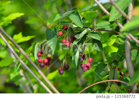 赤い実をつけたジューンベリー（アメリカザイフリボク） 115368772
