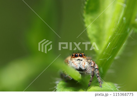 小さくてかわいいネコハエトリ蜘蛛（自然光＆ストロボ・マクロレンズ接写） 115368775