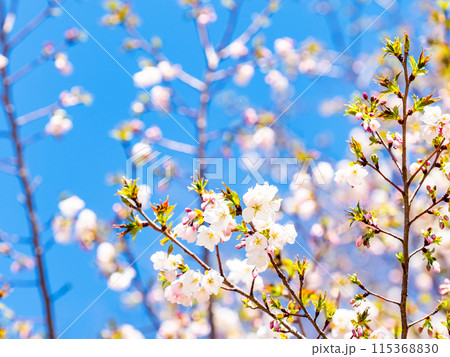 春本番 美しく咲いた満開の桜 カンザキオオシマ桜 春本番 美しく咲いた満開の桜 カンザキオオシマ桜 115368830