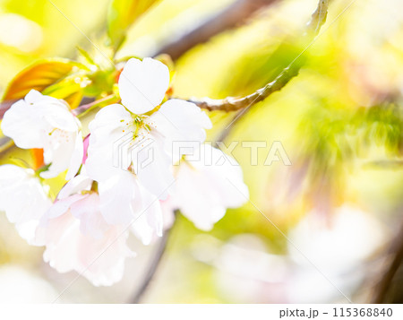 春本番 美しく咲いた満開の桜 カンザキオオシマ桜 春本番 美しく咲いた満開の桜 カンザキオオシマ桜 115368840