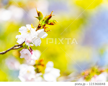 春本番　美しく咲いた満開の桜　カンザキオオシマ桜 115368848