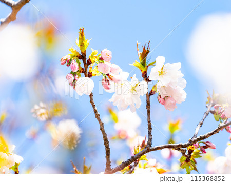 春本番 美しく咲いた満開の桜 カンザキオオシマ桜 春本番 美しく咲いた満開の桜 カンザキオオシマ桜 115368852