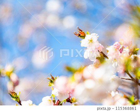 春本番　美しく咲いた満開の桜　カンザキオオシマ桜 115368861