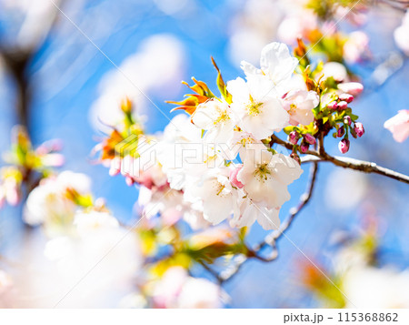 春本番　美しく咲いた満開の桜　カンザキオオシマ桜 115368862