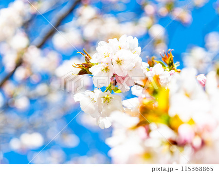 春本番　美しく咲いた満開の桜　カンザキオオシマ桜 115368865