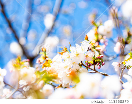 春本番　美しく咲いた満開の桜　カンザキオオシマ桜 115368879