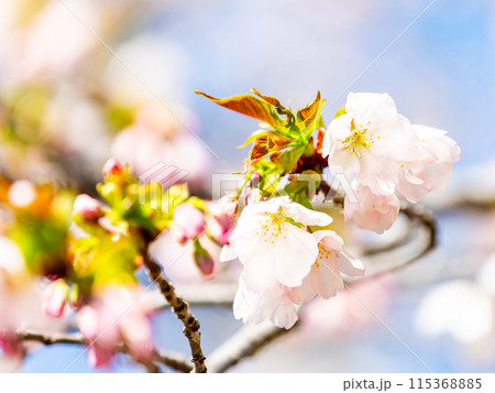 春本番 美しく咲いた満開の桜 カンザキオオシマ桜 春本番 美しく咲いた満開の桜 カンザキオオシマ桜 115368885
