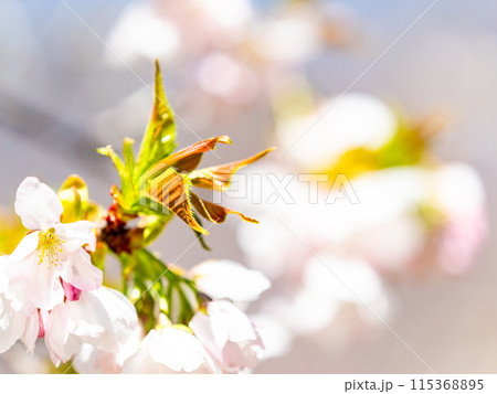 春本番　美しく咲いた満開の桜　カンザキオオシマ桜 115368895