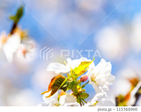 春本番　美しく咲いた満開の桜　カンザキオオシマ桜 115368900