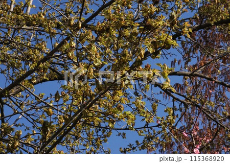 タイワンフウの新芽・2023年3月 115368920