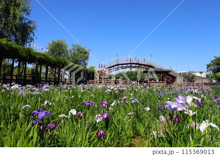潮来あやめ園のあやめが咲き誇る風景 潮来あやめ園のあやめが咲き誇る風景 115369013