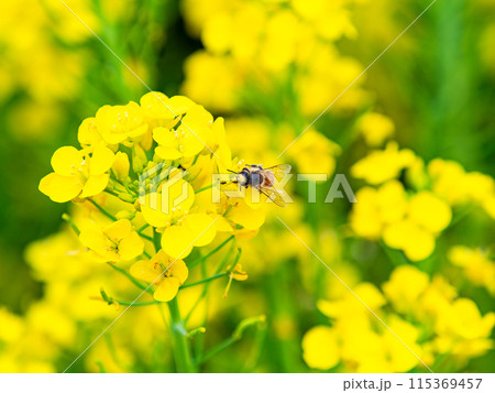 春のたより　満開の菜の花畑で蜜を集めるかわいいミツバチ 115369457