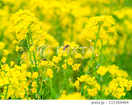 春のたより 満開の菜の花畑で蜜を集めるかわいいミツバチ 春のたより 満開の菜の花畑で蜜を集めるかわいいミツバチ 115369464