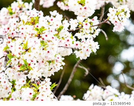 春本番 美しく咲いた満開の桜 春本番 美しく咲いた満開の桜 115369540