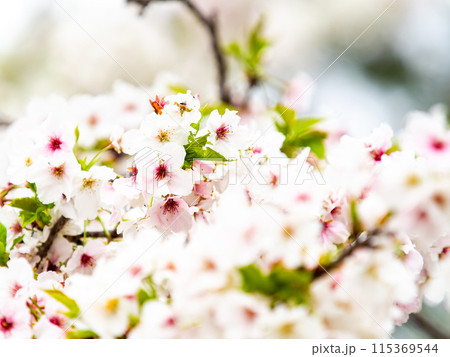春本番　美しく咲いた満開の桜 115369544
