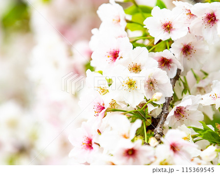 春本番　美しく咲いた満開の桜 115369545