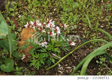 ナンザンスミレ 115369711