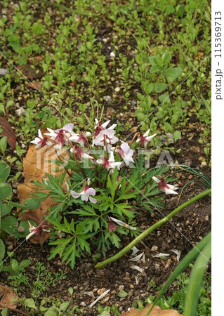 ナンザンスミレ ナンザンスミレ 115369713