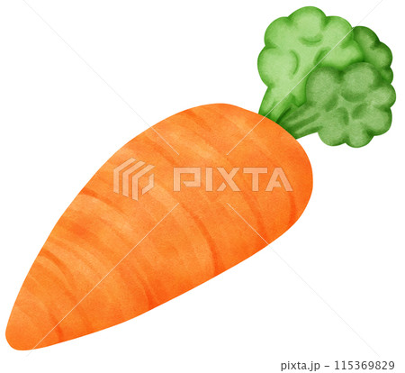 fresh carrot isolated on Transparent background 115369829