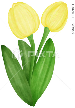 yellow tulips flowers in a watercolor style isolated 115369831