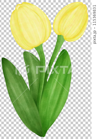 yellow tulips flowers in a watercolor style isolated 115369831