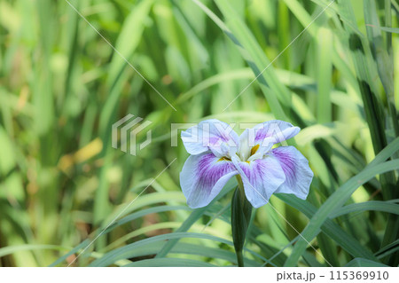 色とりどりに咲き人々の心を癒し続ける菖蒲の花たち 115369910
