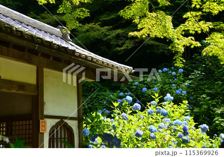 神奈川県鎌倉市山ノ内の観光スポット 明月院 神奈川県鎌倉市山ノ内の観光スポット 明月院 115369926