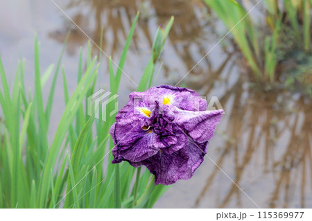 色とりどりに咲き人々の心を癒し続ける菖蒲の花たち 115369977