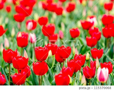 ウキウキする春の景色　満開のカラフルなチューリップ 115370068