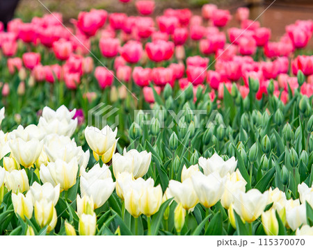 ウキウキする春の景色　満開のカラフルなチューリップ 115370070