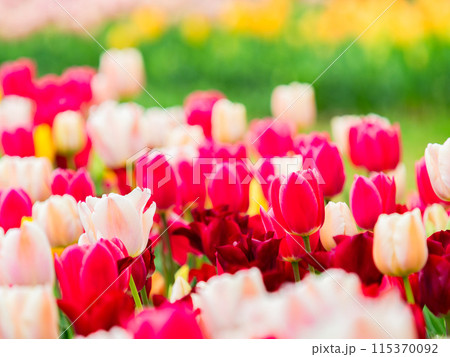 ウキウキする春の景色　満開のカラフルなチューリップ 115370092