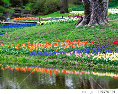 ウキウキする春の景色 満開のカラフルなチューリップ ウキウキする春の景色 満開のカラフルなチューリップ 115370114