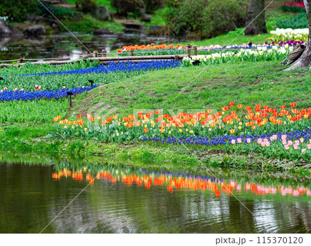 ウキウキする春の景色　満開のカラフルなチューリップ 115370120