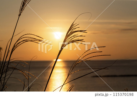 海岸の夕陽 115370198