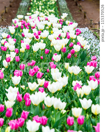 ウキウキする春の景色　満開のカラフルなチューリップ 115370526