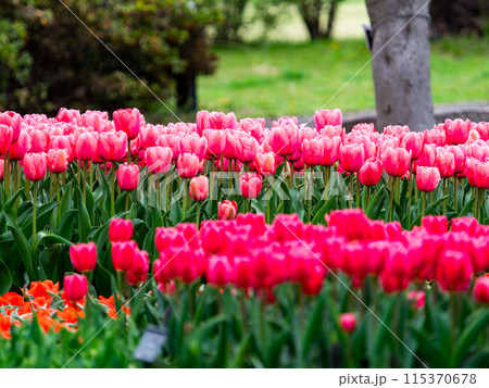 ウキウキする春の景色　満開のカラフルなチューリップ 115370678