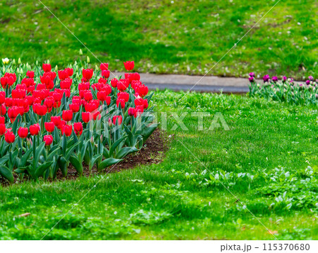 ウキウキする春の景色 満開のカラフルなチューリップ ウキウキする春の景色 満開のカラフルなチューリップ 115370680