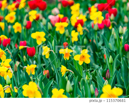 ウキウキする春の景色 満開のカラフルなチューリップ ウキウキする春の景色 満開のカラフルなチューリップ 115370681
