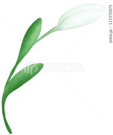 white lily flower 115370872