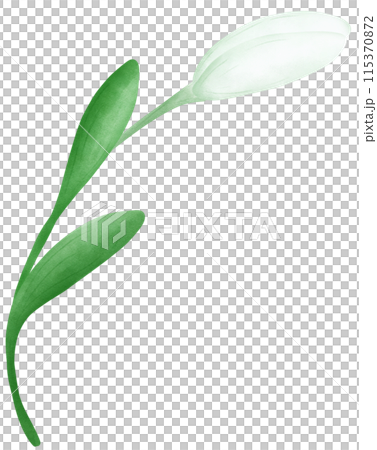 white lily flower 115370872