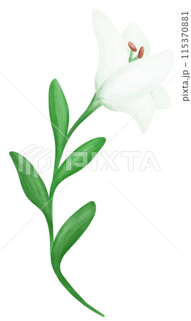 white lily flower 115370881